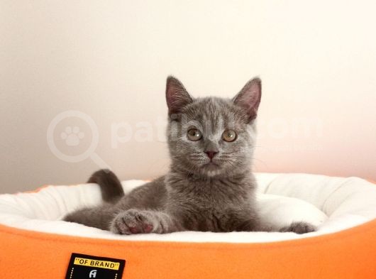 British Shorthair Yavrular Sizler İçin görsel