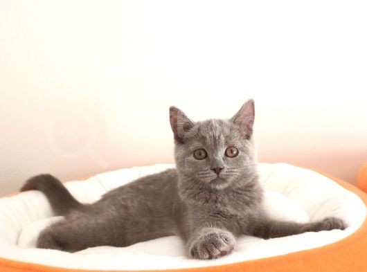 British Shorthair Yavrular Sizler İçin görsel