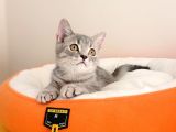 British Shorthair Yavrular