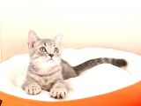 British Shorthair Yavrular