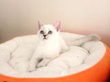 Mükemmel Bir Kedi British Shorthair İnceleyin