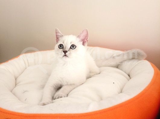 Mükemmel Bir Kedi British Shorthair İnceleyin görsel