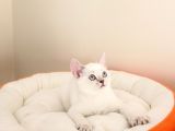 Mükemmel Bir Kedi British Shorthair İnceleyin