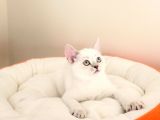 Mükemmel Bir Kedi British Shorthair İnceleyin