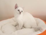 Mükemmel Bir Kedi British Shorthair İnceleyin