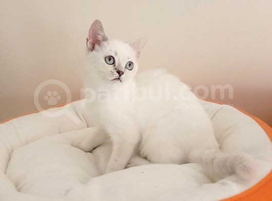 Mükemmel Bir Kedi British Shorthair İnceleyin görsel
