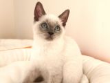 British Shorthair Yavrular