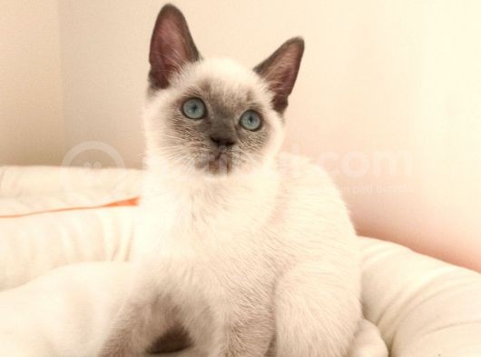 British Shorthair Yavrular görsel
