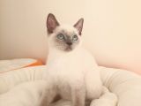 British Shorthair Yavrular