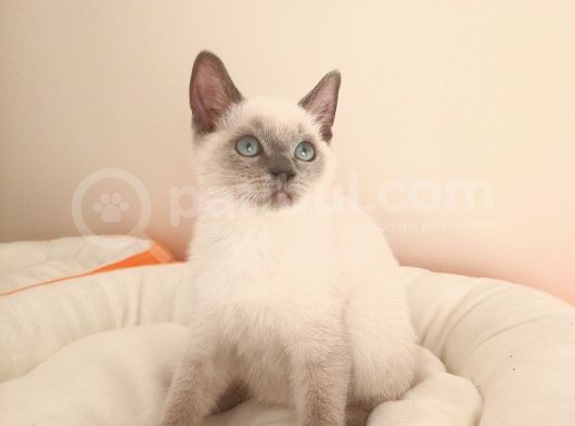 British Shorthair Yavrular