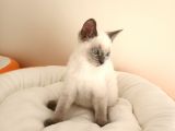 British Shorthair Yavrular