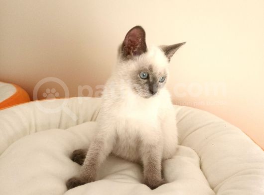 British Shorthair Yavrular görsel