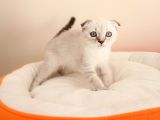 Scottish Fold Yavrularımız