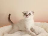 Scottish Fold Yavrularımız