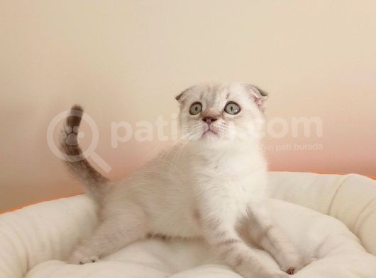 Scottish Fold Yavrularımız görsel