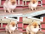 Pomerani̇an Boo Yavrulari