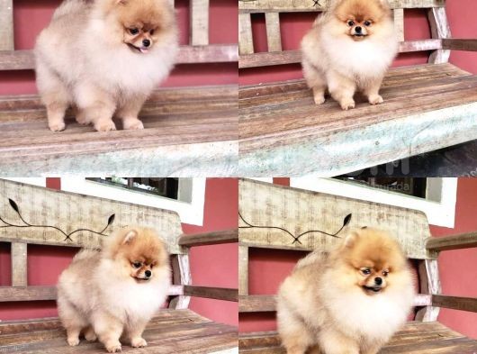 Pomerani̇an Boo Yavrulari