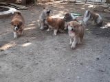 Japon Akita İnu