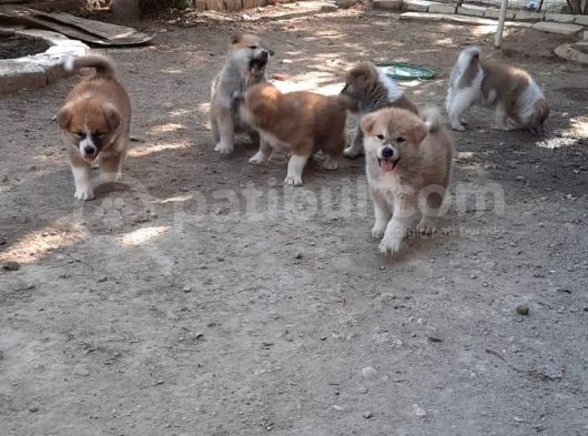 Japon Akita İnu