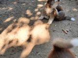 Japon Akita İnu