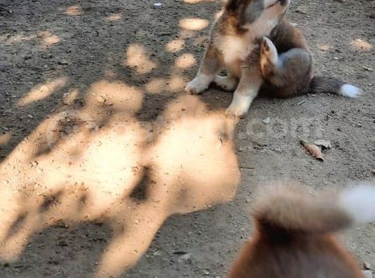 Japon Akita İnu görsel