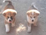 Japon Akita İnu