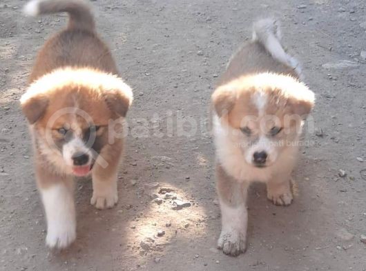 Japon Akita İnu görsel