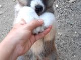 Japon Akita İnu