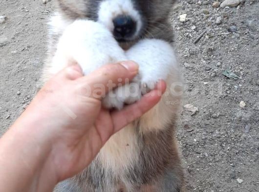 Japon Akita İnu görsel