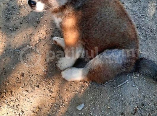 Japon Akita İnu görsel