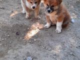 Japon Akita İnu