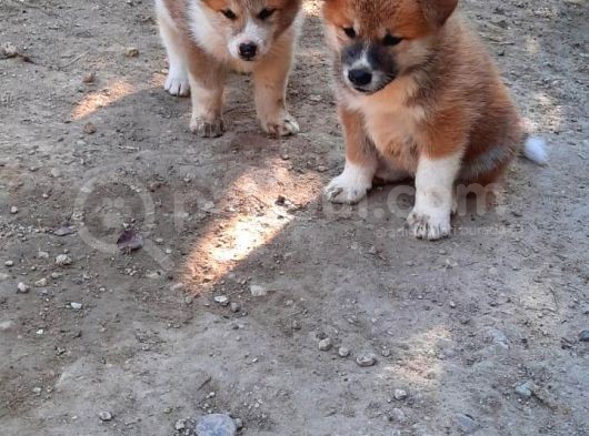 Japon Akita İnu görsel