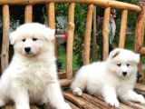 Pamuk Gibi Samoyed Yavruları