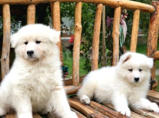 Pamuk Gibi Samoyed Yavruları