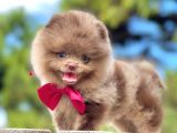 Erkek Ve Dişi Pomeranian Boo