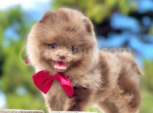 Erkek Ve Dişi Pomeranian Boo görsel