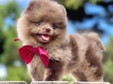 Erkek Ve Dişi Pomeranian Boo