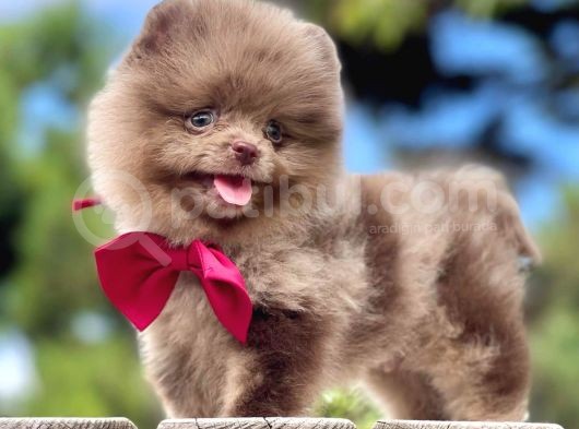 Erkek Ve Dişi Pomeranian Boo görsel