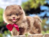 Erkek Ve Dişi Pomeranian Boo