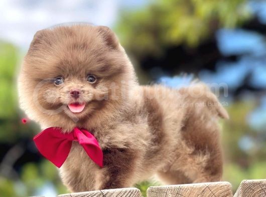 Erkek ve Dişi Pomeranian Boo