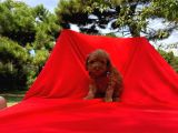 Irk Ve Sağlık Garantili Toy Poodle Yavruları