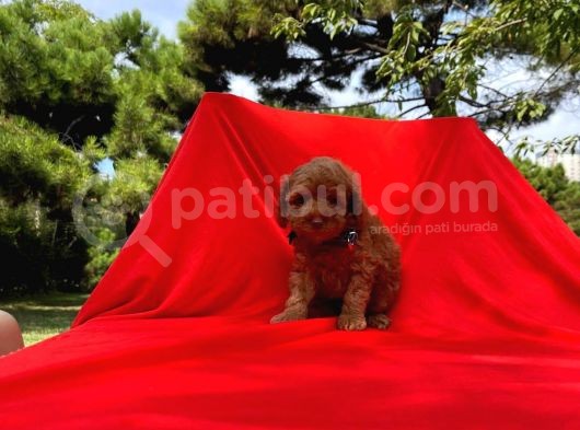 Irk Ve Sağlık Garantili Toy Poodle Yavruları görsel