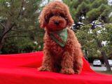Irk Ve Sağlık Garantili Toy Poodle Yavruları