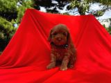 Irk Ve Sağlık Garantili Toy Poodle Yavruları