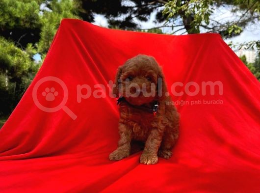 Irk Ve Sağlık Garantili Toy Poodle Yavruları görsel