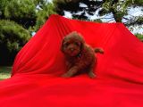 Irk Ve Sağlık Garantili Toy Poodle Yavruları