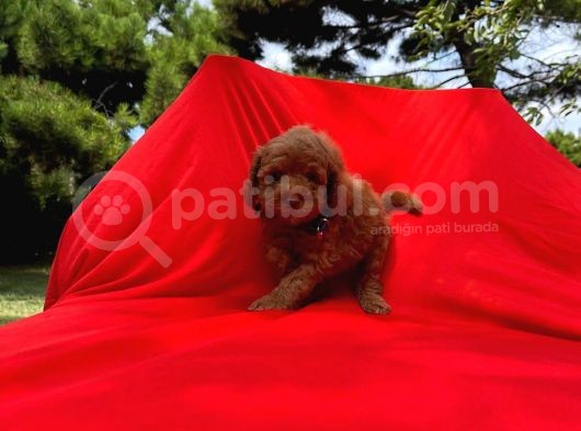 Irk Ve Sağlık Garantili Toy Poodle Yavruları görsel