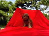 Irk Ve Sağlık Garantili Toy Poodle Yavruları