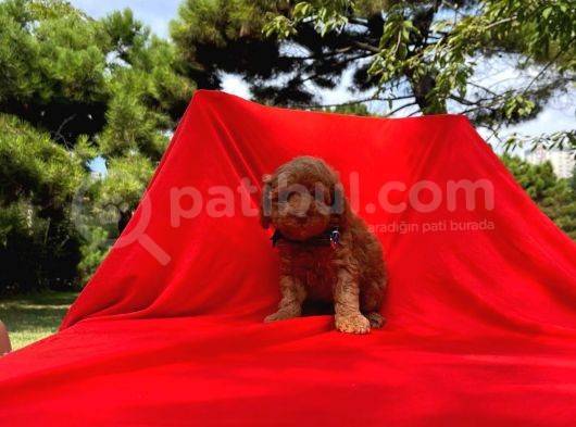 Irk ve Sağlık Garantili Toy Poodle Yavruları