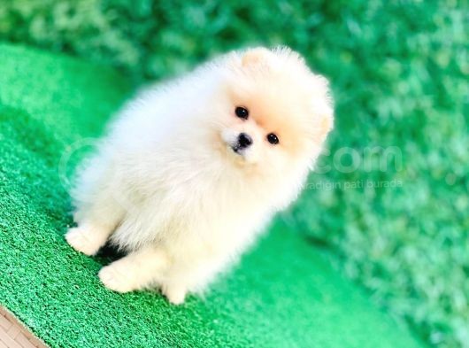 Erkek Ve Dişi Teddy Bear Gerçek Ayı Suratlı Pomeranian Boo görsel